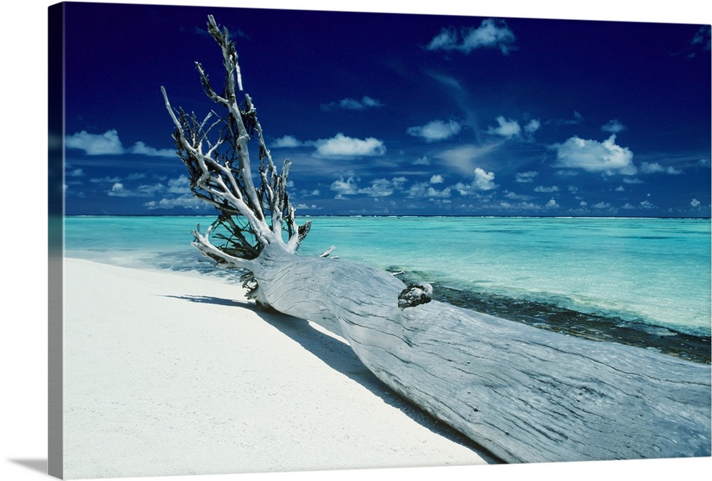 French Polynesia, Tetiaroa (Marlon Brando's Island), Driftwood On White Sand Beach