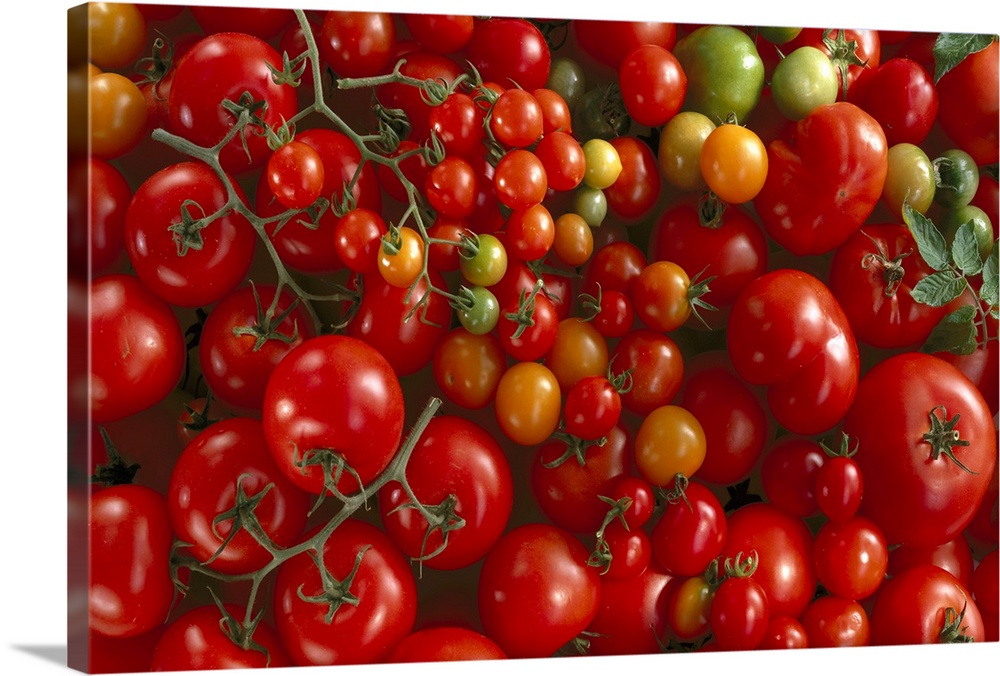 Fresh market, hothouse and cherry tomatoes