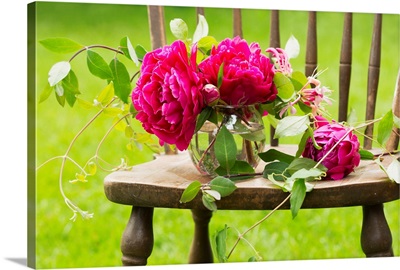 Fresh pink peonies picked and lying on a wooden chair, British Columbia, Canada