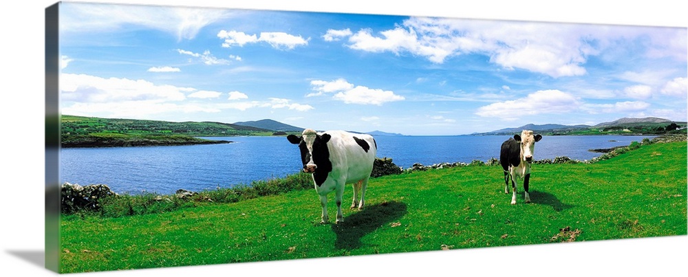 Friesian Cattle, Durrus, Sheep's Head, County Cork, Ireland