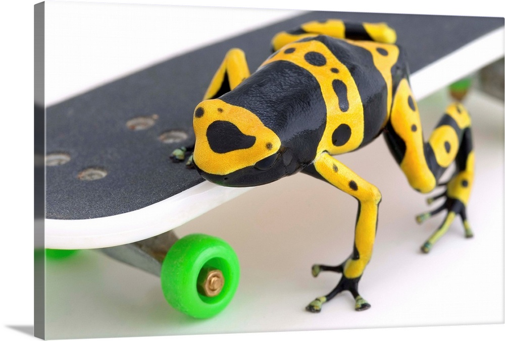 Frog On A Skateboard