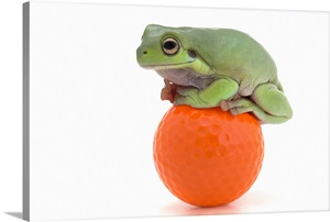 Frog Sitting On A Golf Ball image thumbnail