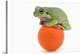 image thumbnail of Frog Sitting On A Golf Ball