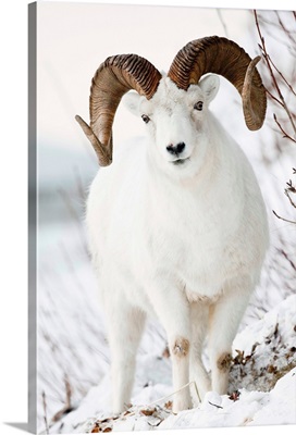 Front view of a full-curl Dall sheep ram, Chugach mountains, Southcentral Alaska, Winter