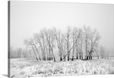 Frost And Fog At Elk Island National Park, Alberta, Canada