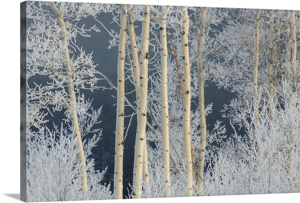 Frost coated branches on aspen trees.