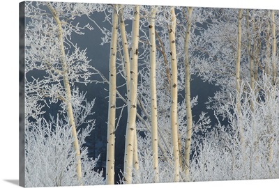 Frost coated branches on aspen trees; United States of America