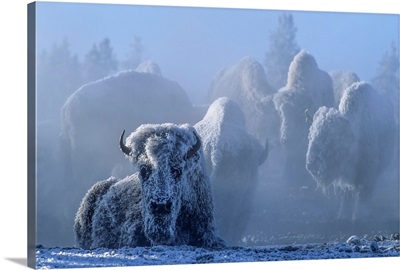 Frost covered herd of American bison (Bison bison) one lying down and others standing as still as possible in the background to conserve energy on the relatively warm, geothermally heated ground while coping with the cold February morning and moving to deep snow only when hungry to conserve energ...