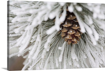 Frost Covered Pine Needles And A Pine Cone, Calgary, Alberta, Canada