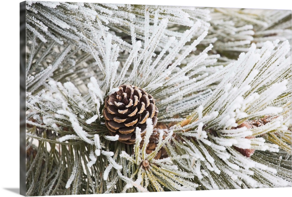 Frost Covered Pine Needles And A Pine Cone, Calgary, Alberta, Canada