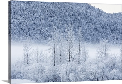 Frost covers birch trees in a wintry landscape with a hillside of evergreen trees