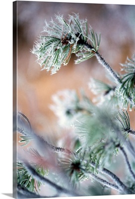 Frost On Pine Tree Branches
