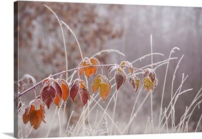Frost Rimmed Bramble Leaves And Grass; Nova Scotia, Canada