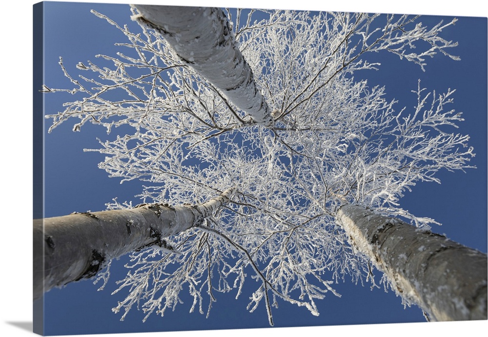 Frosty covered birch tree reaching up to clear blue sky, Thunder Bay, Ontario, Canada