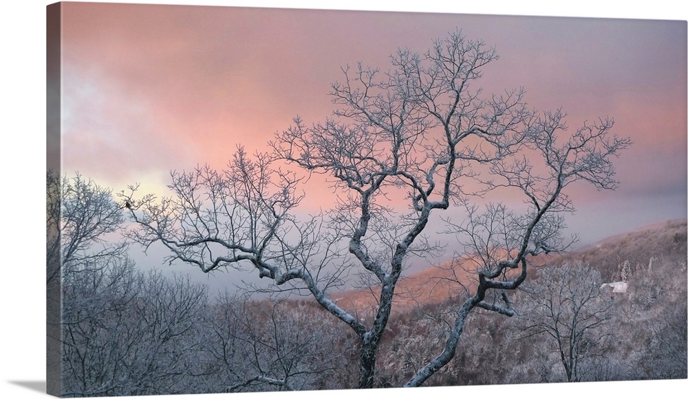 Frosty tree under a pink sunrise sky