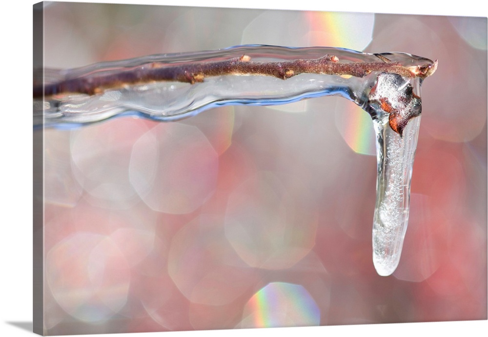 Frozen icicle on the edge of a branch.