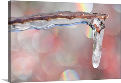 Frozen Icicle On The Edge Of A Branch
