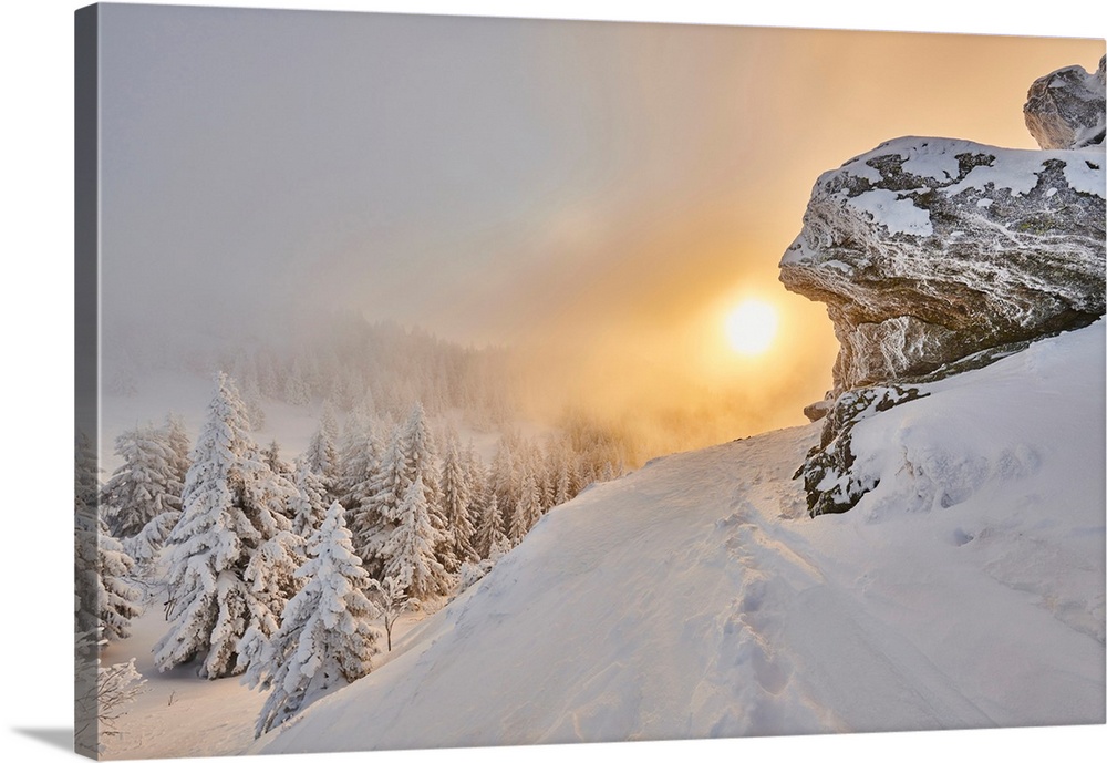 Frozen Norway spruce or European spruce (Picea abies) tree at sunrise on Mount Arber in the Bavarian Forest, Bavaria, Germany