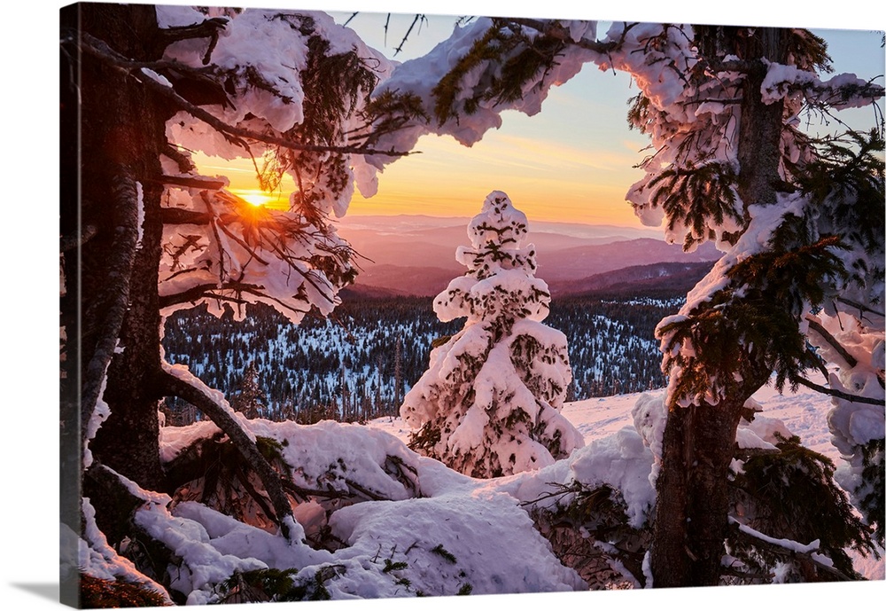 Frozen Norway spruce or European spruce (Picea abies) trees at sunset on Mount Lusen, Bavarian Forest, Bavaria, Germany