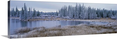 Frozen Swampland, Near 100 Mile House, British Columbia, Canada