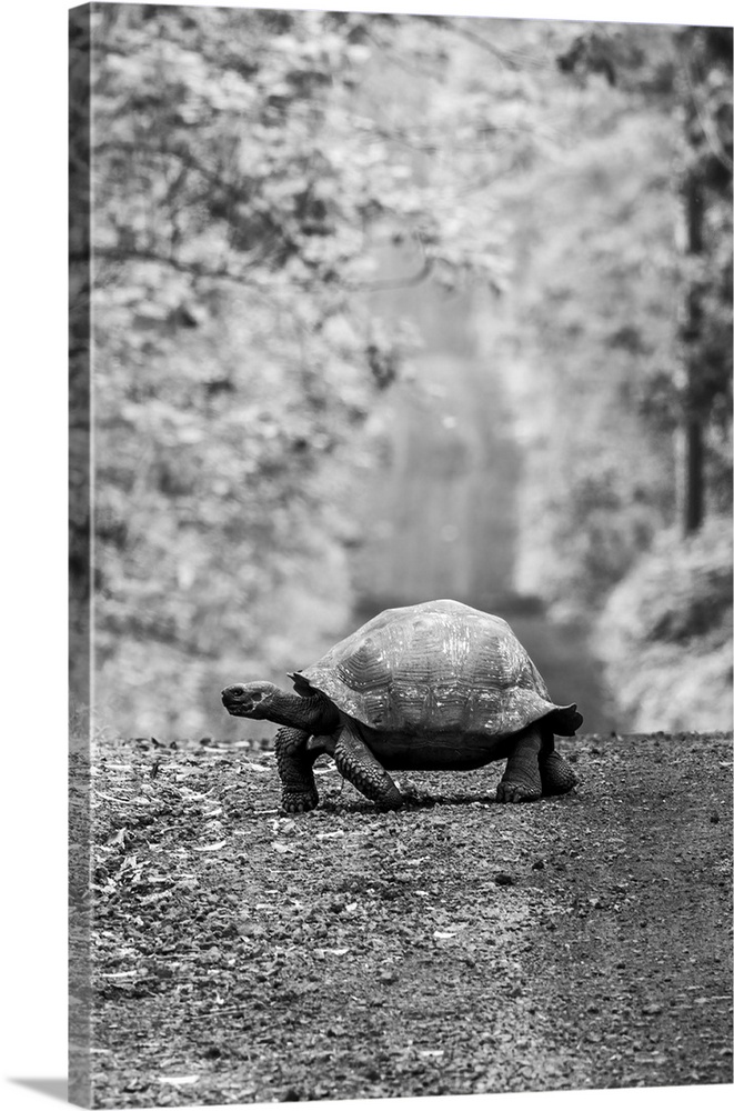 Galapagos giant tortoise (chelonoidis niger) crossing a dirt road in the forest, Galapagos islands, Ecuador.