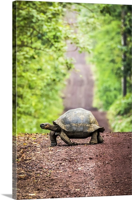 Galapagos Giant Tortoise, Galapagos Islands, Ecuador | Great Big Canvas