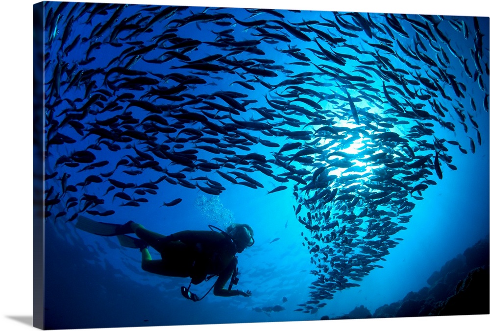 Galapagos Islands, Diver And School Black Striped Salema (Xenocys Jessiae)