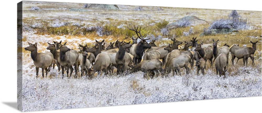 Gang of bull elk (cervus canadensis) and cow elk standing in a field with frost, Denver, Colorado, united states of America.