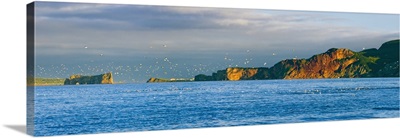 Gannets In Flight And Perce Rock From Barachois, Gaspesie, Quebec, Canada