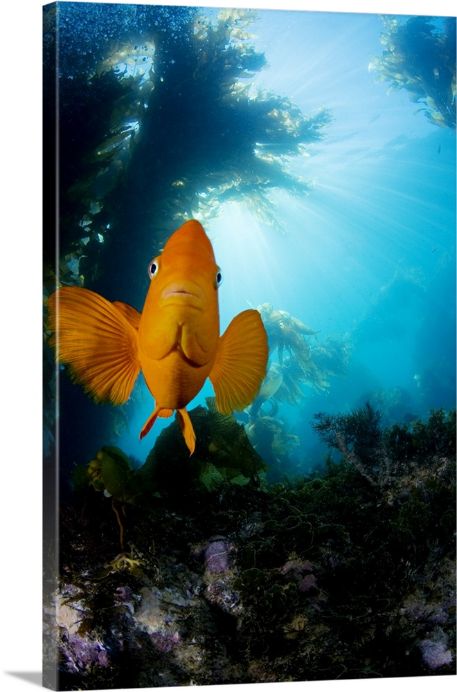 Garibaldi Fish (Hypsypops Rubicundus) In Kelp Forest (Macrocystis Pyrifera)