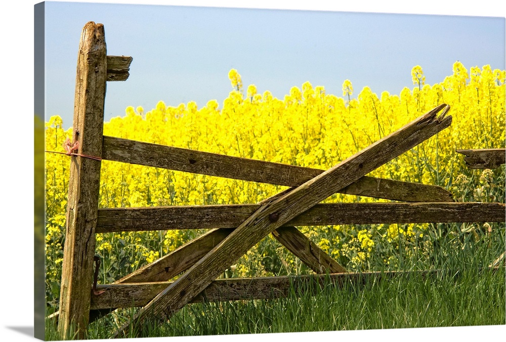 Gate Next To A Canola Field, Yorkshire, England