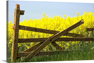 Gate Next To A Canola Field, Yorkshire, England