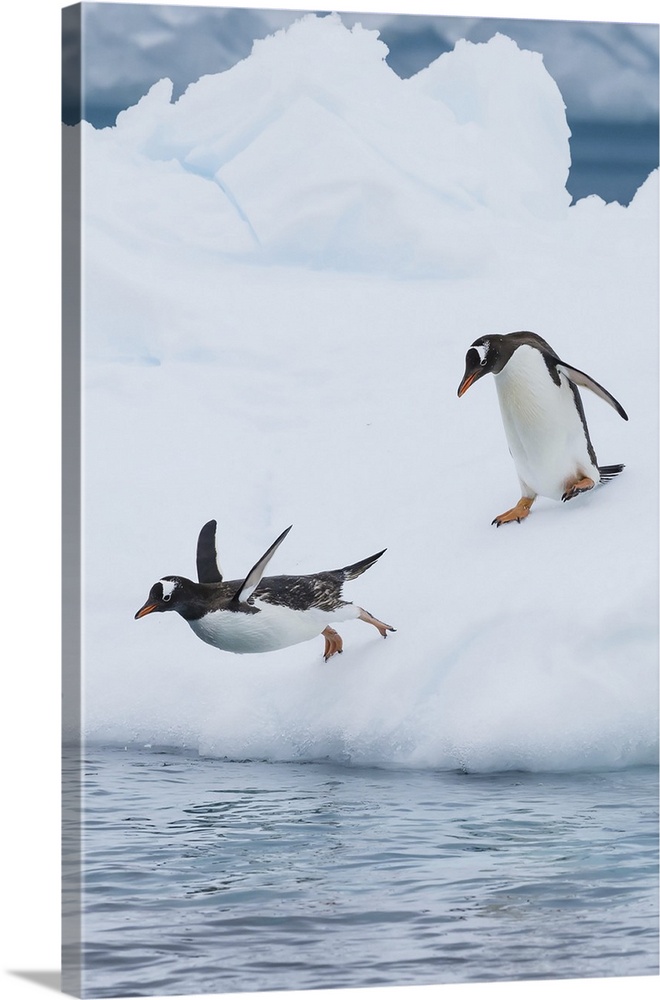 Gentoo Penguins dive off an Iceberg on Cuverville Island in the Gerlach Strait, Antarctica.