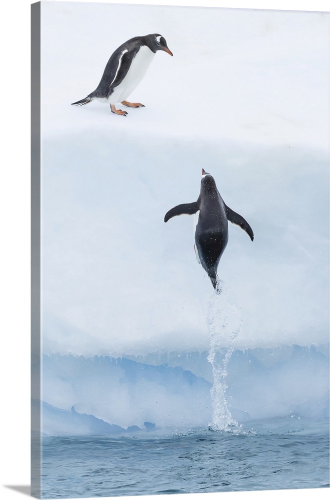 Gentoo Penguins jump onto an Iceberg on Cuverville Island in the Gerlach Strait, Antarctica.