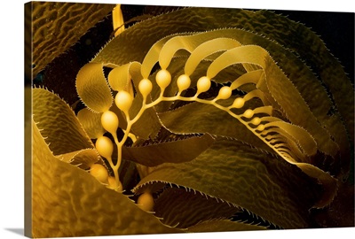Giant Kelp Frond Showing Pneumatocysts (Macrocystis Pyrifera)