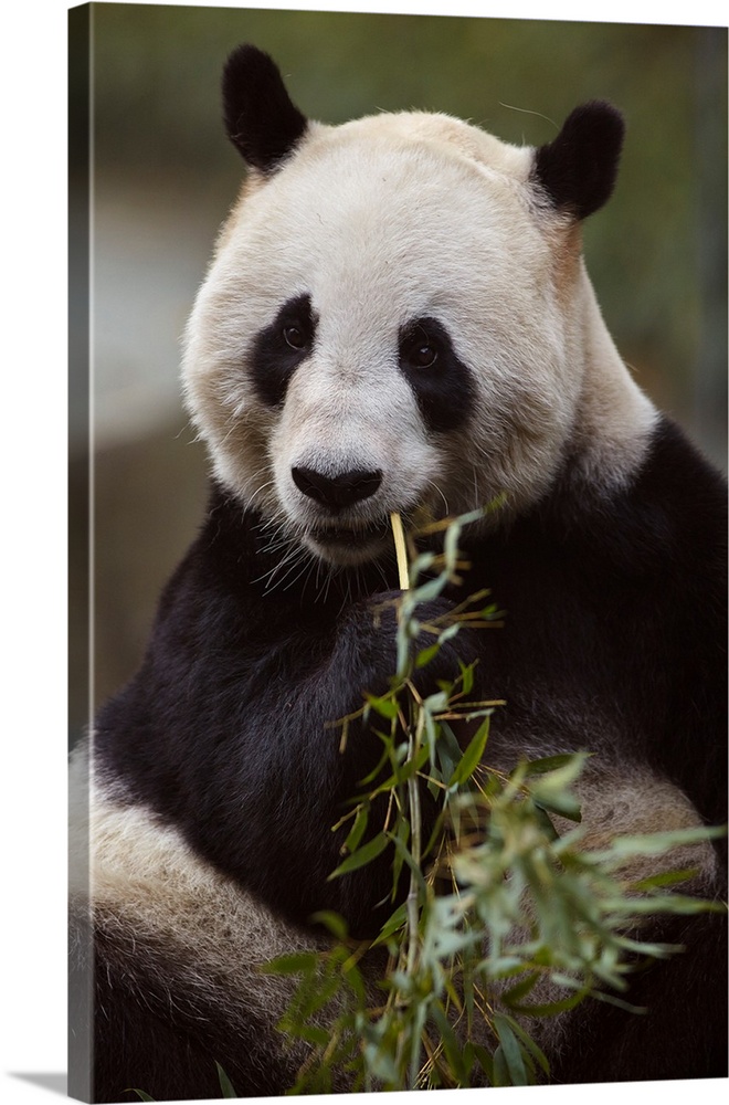 Giant panda (ailuropoda melanoleuca) eating bamboo in the zoo in shanghai, China.