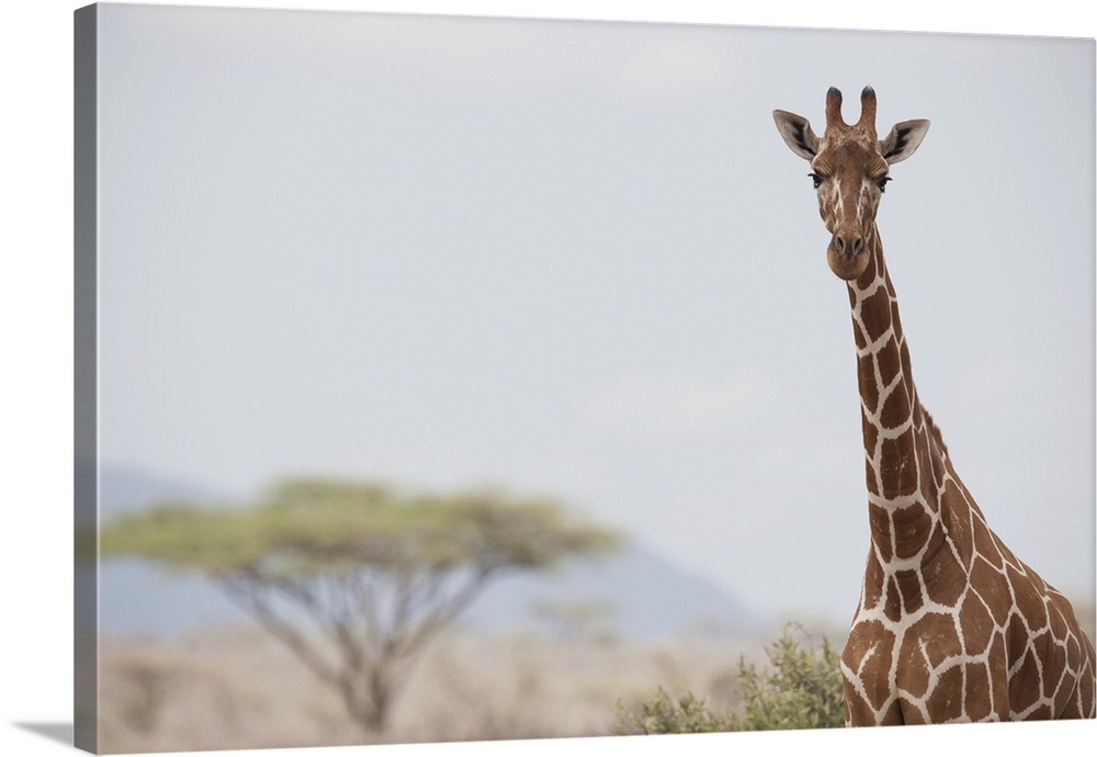 Giraffe (Giraffa Camelopardalis) In Samburu National Reserve; Kenya, Africa