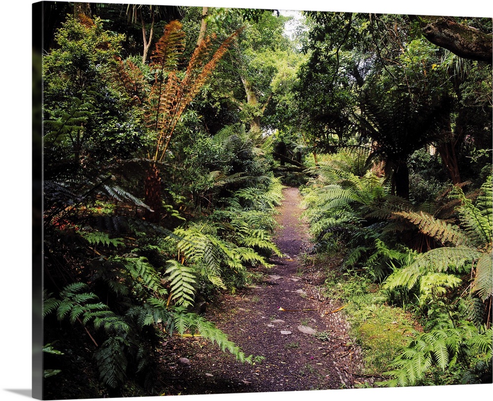 Glanleam, Ireland, Path In The Woods At A Country House
