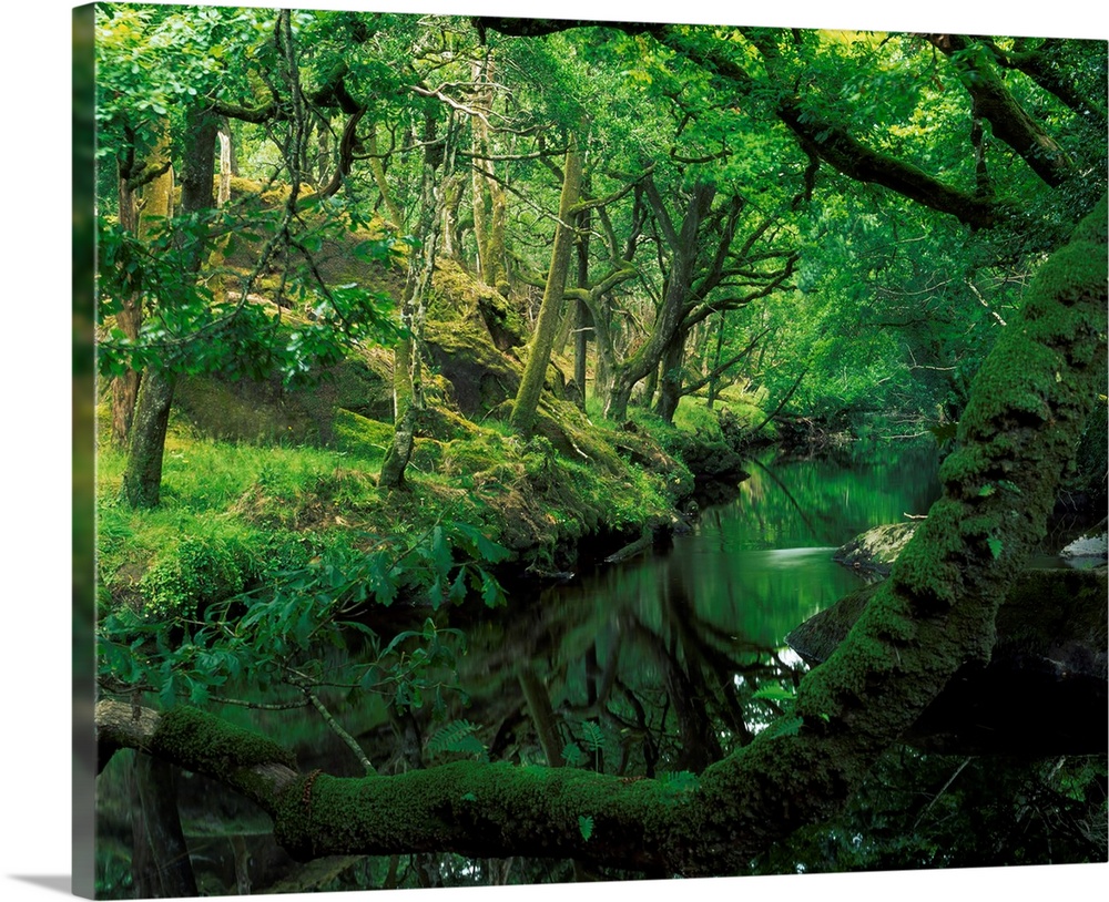 Glengarriff River, County Cork, Ireland; River Through The Woods