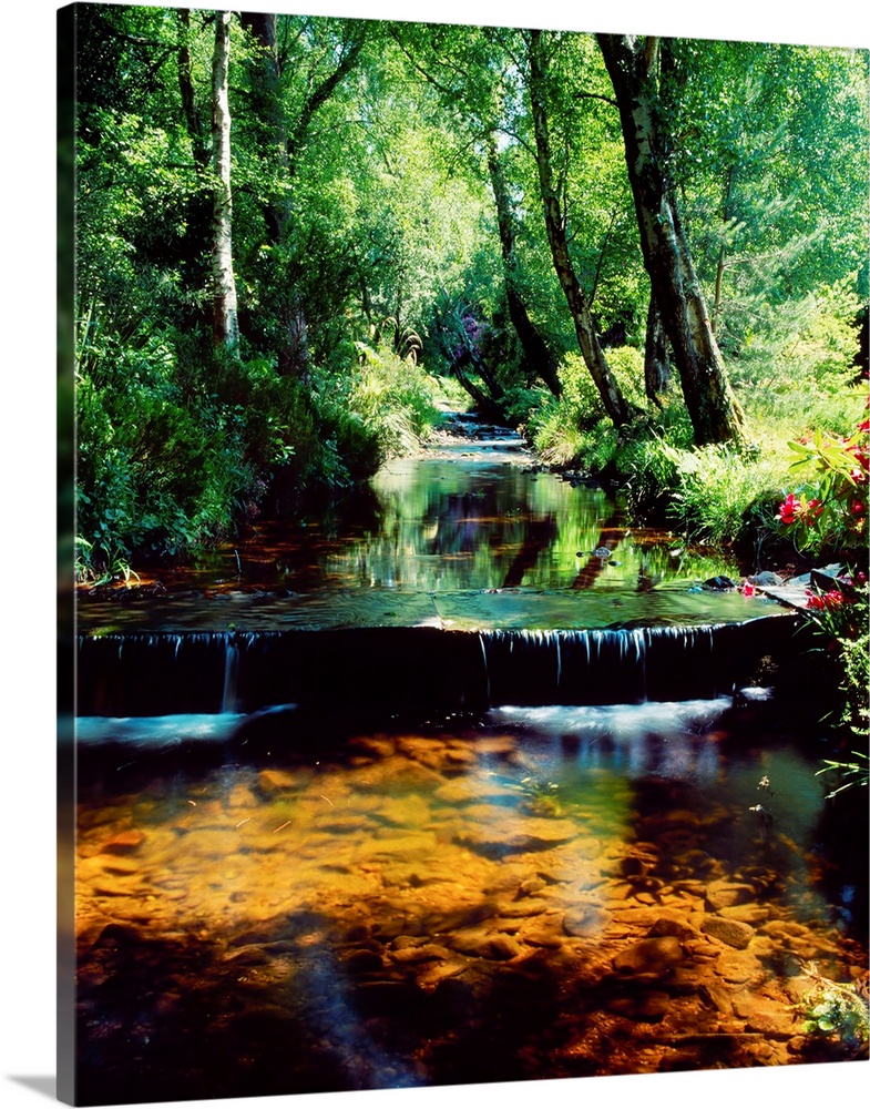 Glenleigh Gardens, Co Tipperary, Ireland; Stream Through Woods