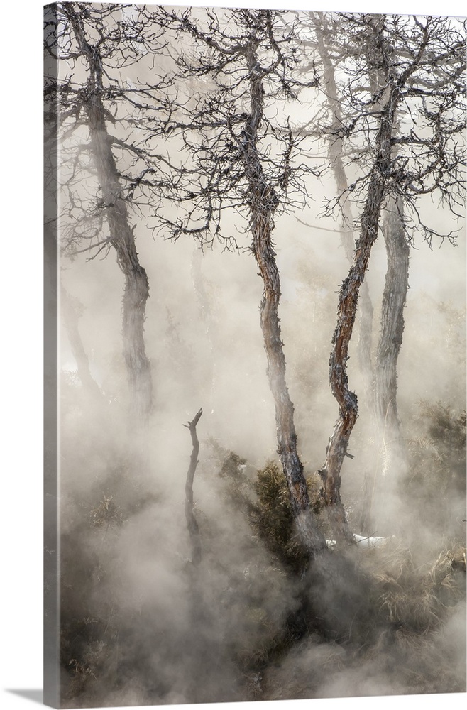 Gnarled juniper tree trunks (Juniperus) emerge through the misty steam in Mammoth Hot Springs in Yellowstone Natural Park,...