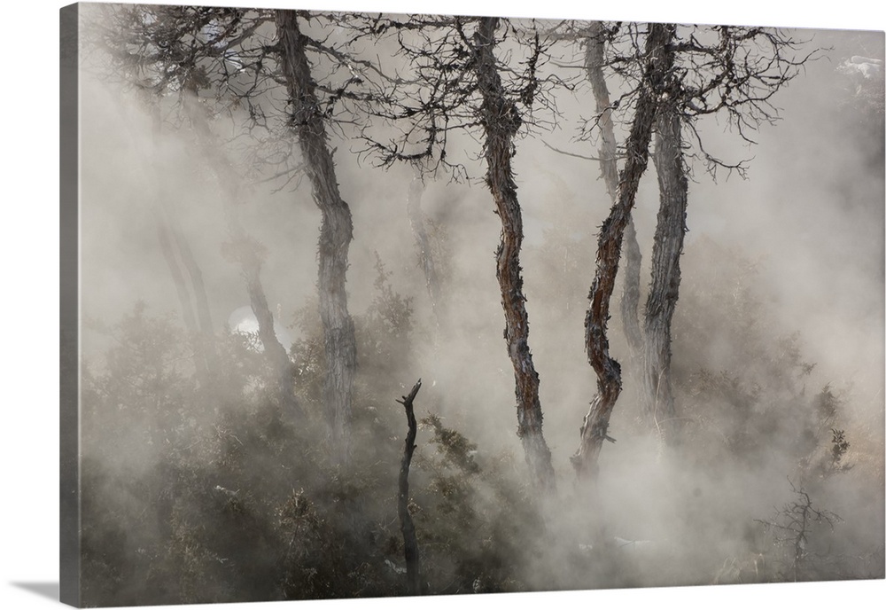 Gnarled juniper tree trunks (Juniperus) emerge through the misty steam in Mammoth Hot Springs in Yellowstone Natural Park ...