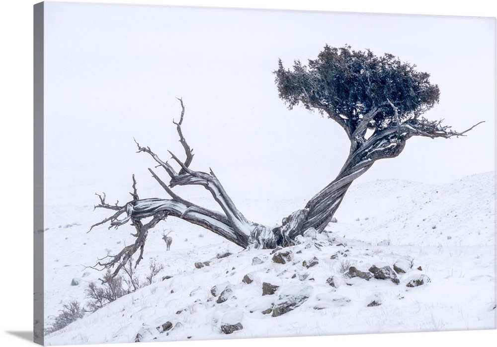 Unusual occurrence of a gnarly juniper tree (Juniper scopulorum) growing on a snow covered slope in the shadow of Electric...