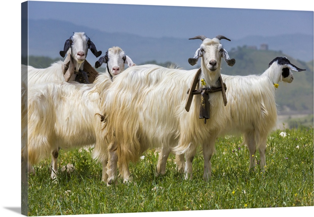 Goats in Meadow near Palazzo Adriano, Sicily, Italy