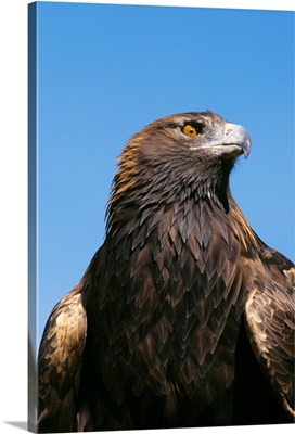 Golden Eagle (Aquila Chrysaetos) Against Blue Sky