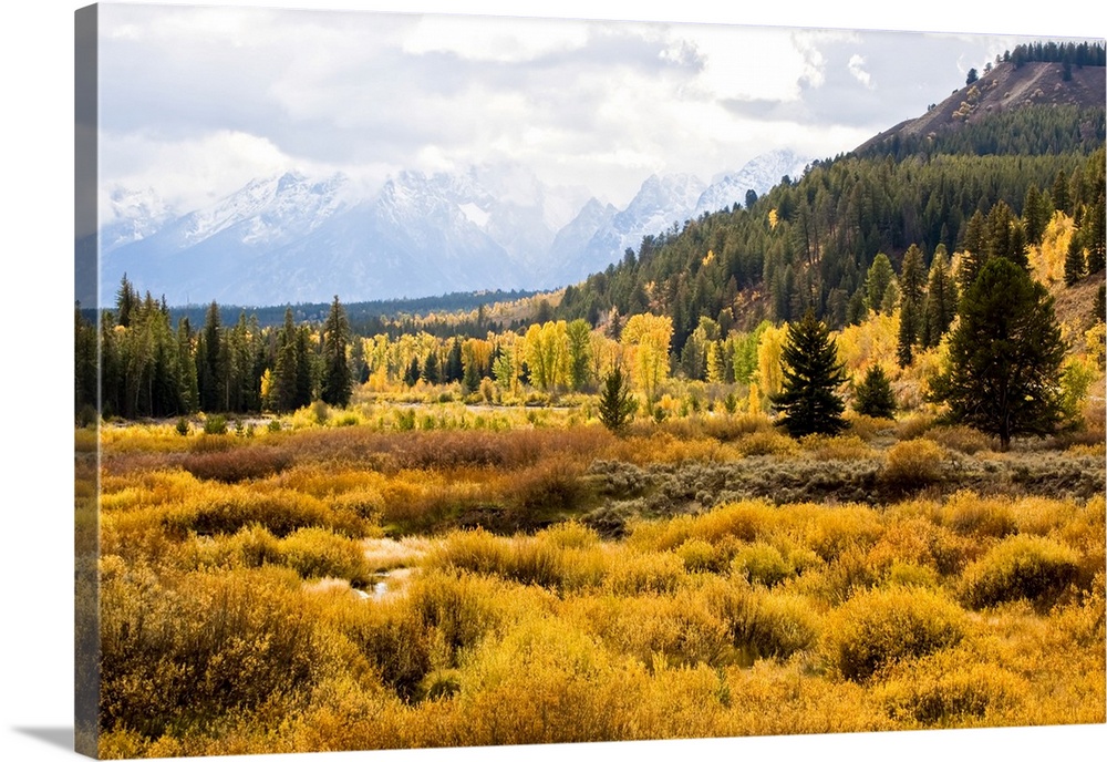 Golden fall colors of shrubs and cottonwoods along Pacific Creek in Yellowstone National Park with the blue, snow capped m...