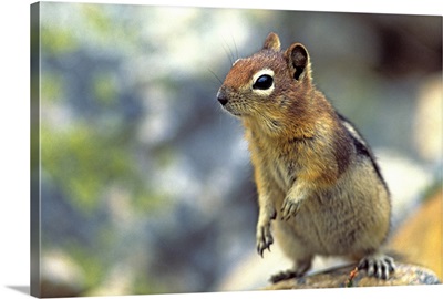 Golden-Mantled Ground Squirrel, Banff National Park, Alberta, Canada