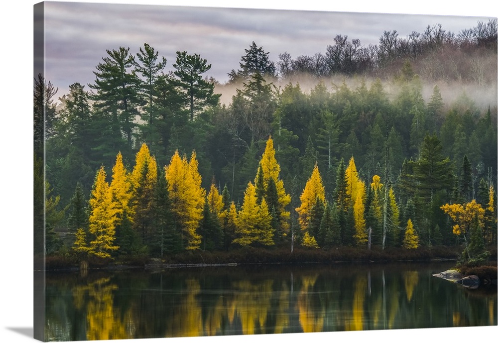 Golden Tamaracks along the shoreline of a lake with fog over the forest in autumn; Ontario, Canada