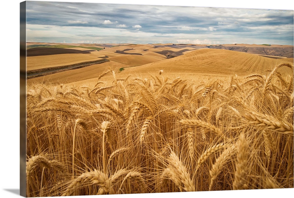 Golden wheat fields on rolling hills, Palouse, Washington, United States of America.