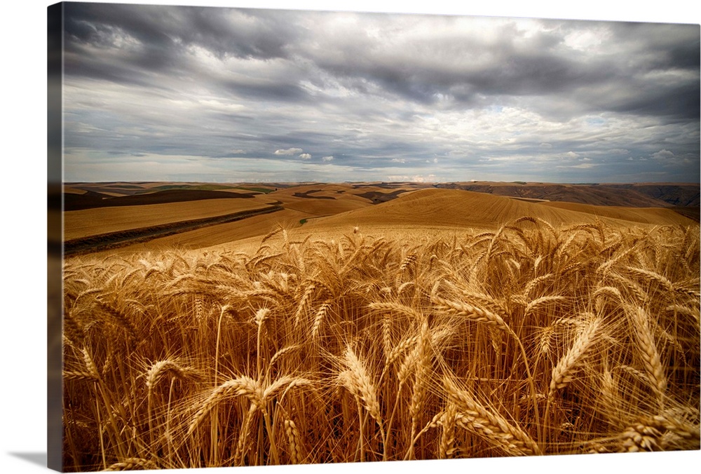 Golden wheat fields under a cloudy sky, Palouse, Washington, United States of America.